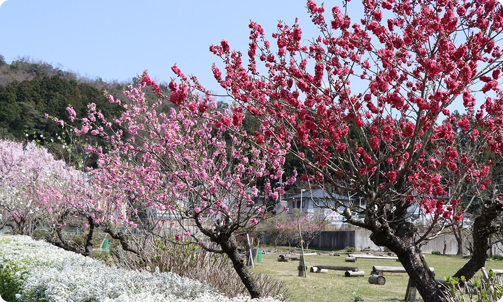 市原活性化プロジェクト